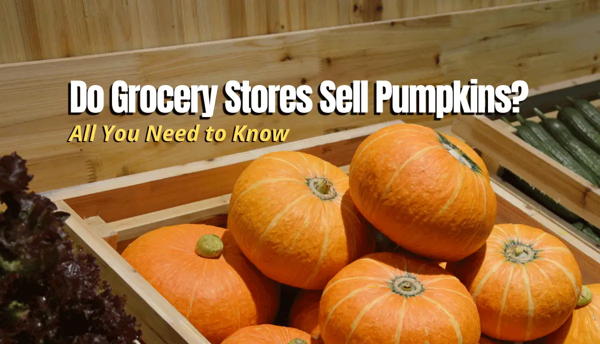 Do Grocery Stores Sell Pumpkins