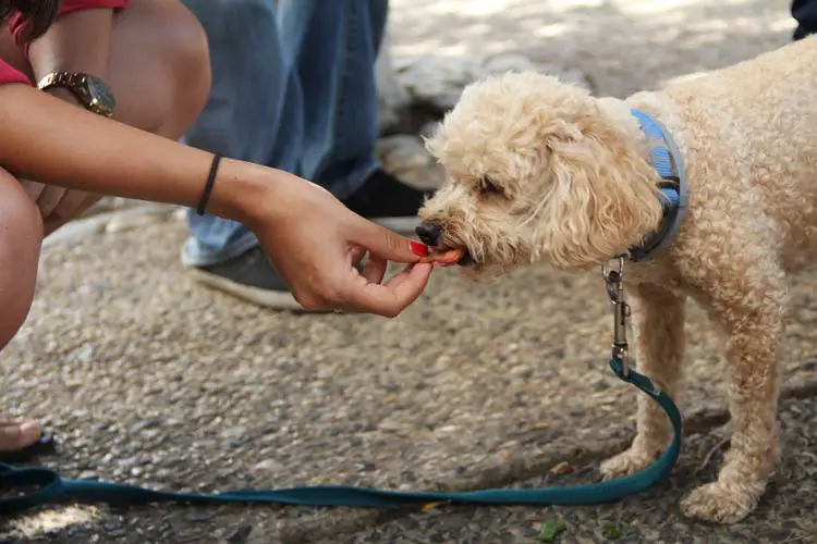 Can I Give These To My Dog