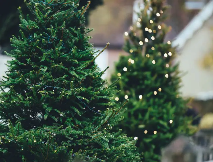 Are the Christmas Trees at Whole Foods Good Quality