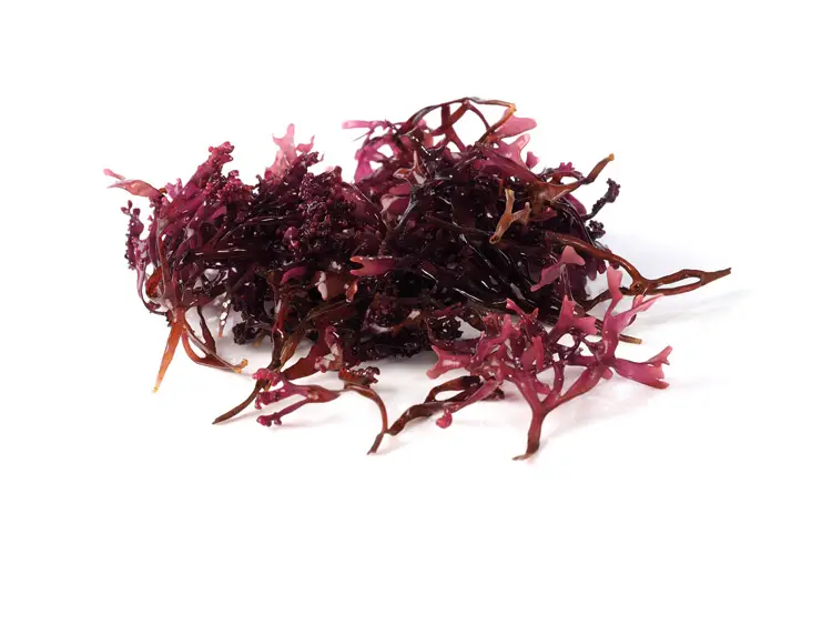 Who should not take sea moss