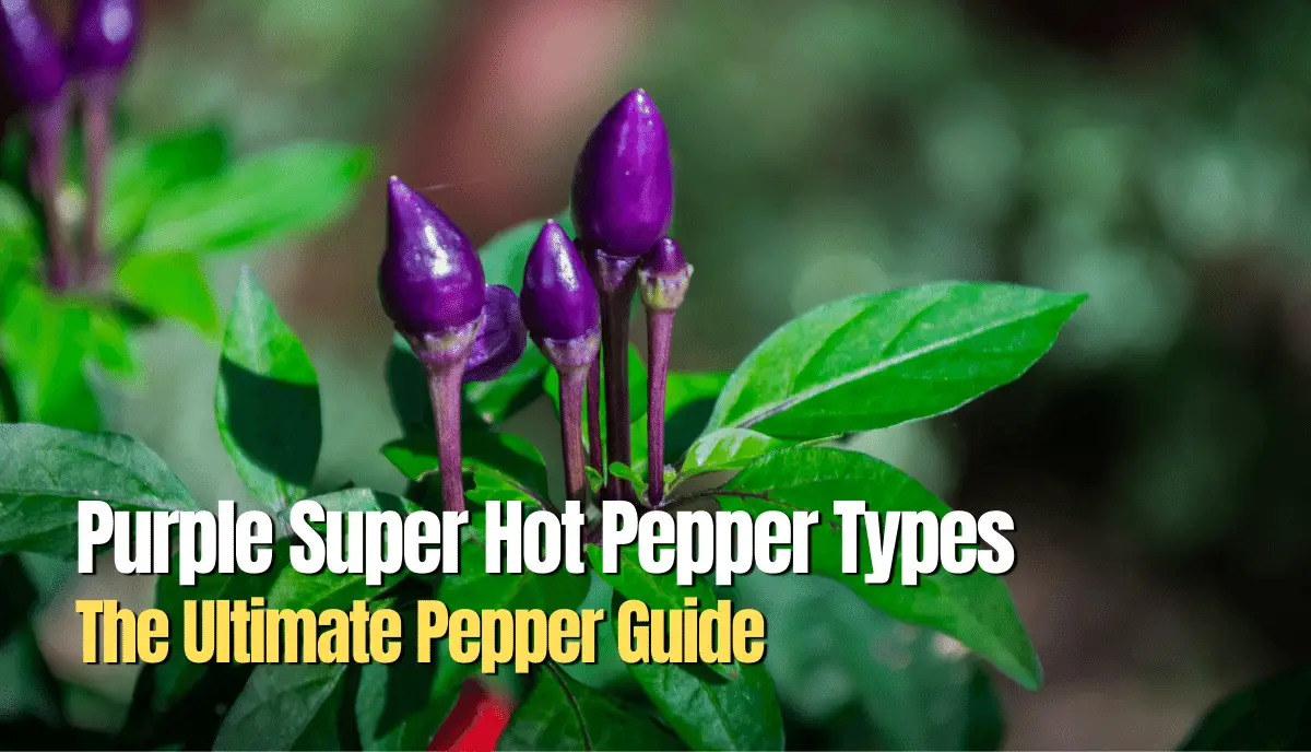 Purple Super Hot Pepper Types