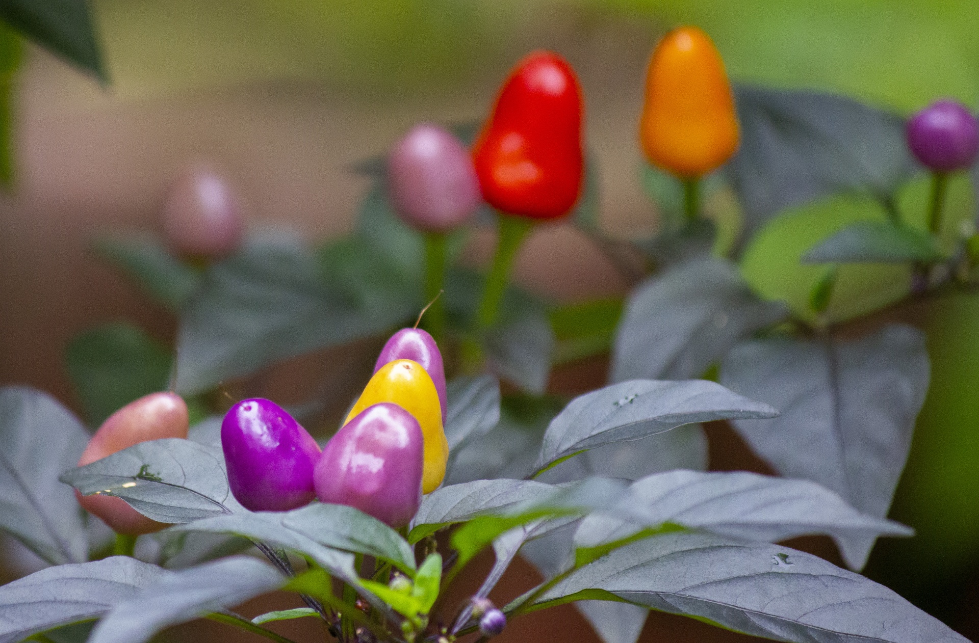 Purple Super Hot Pepper Types (The Ultimate Guide) - Shopping Foodie